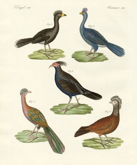 Hen-like birds of hot countries from German School, (19th century)