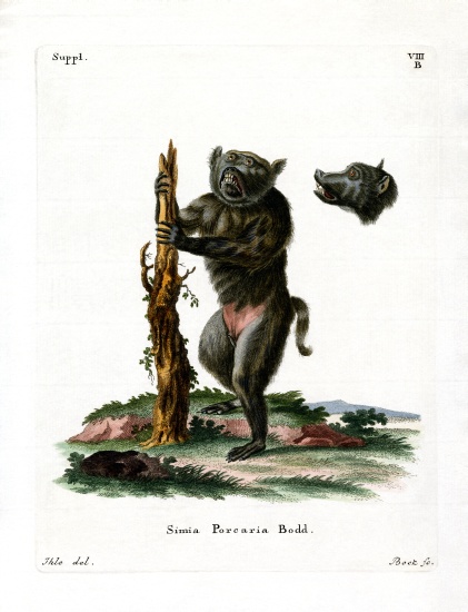 Hog-faced Baboon from German School, (19th century)