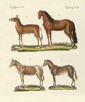 Horses and donkeys
