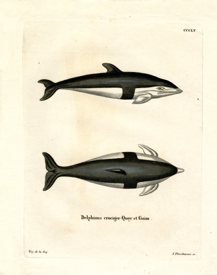 Hourglass Dolphin from German School, (19th century)