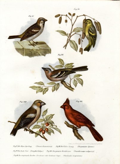 House Sparrow from German School, (19th century)