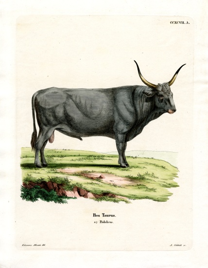 Hungarian Steppe Cattle from German School, (19th century)