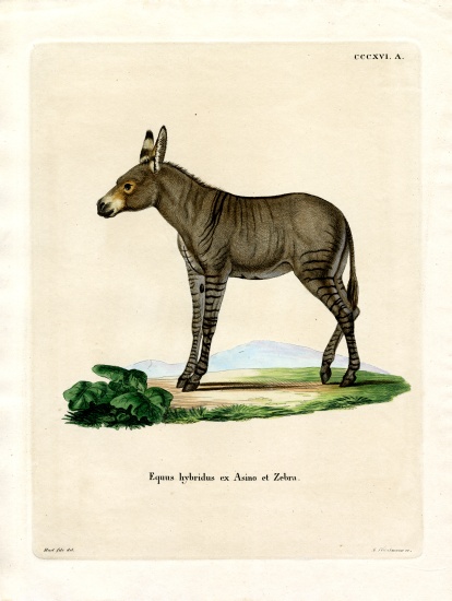 Hybridd Zebra from German School, (19th century)