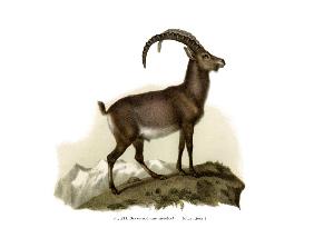 Ibex