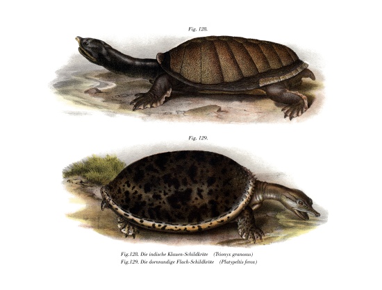 Indian Flap-shelled Turtle from German School, (19th century)