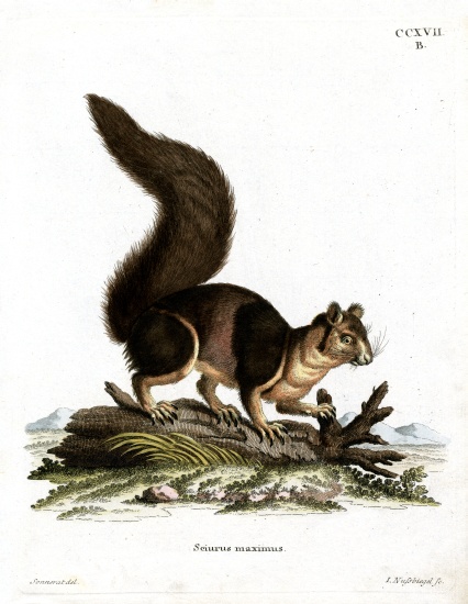 Indian Giant Squirrel from German School, (19th century)