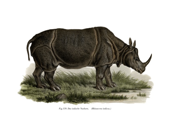 Indian Rhinoceros from German School, (19th century)
