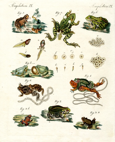 Indigenous frogs and toads from German School, (19th century)