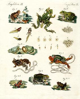 Indigenous frogs and toads