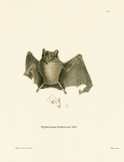 Ipanema Bat from German School, (19th century)