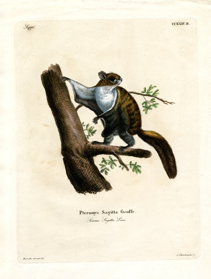 Javan Flying Squirrel from German School, (19th century)