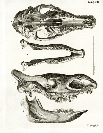 Jaw Bones from German School, (19th century)