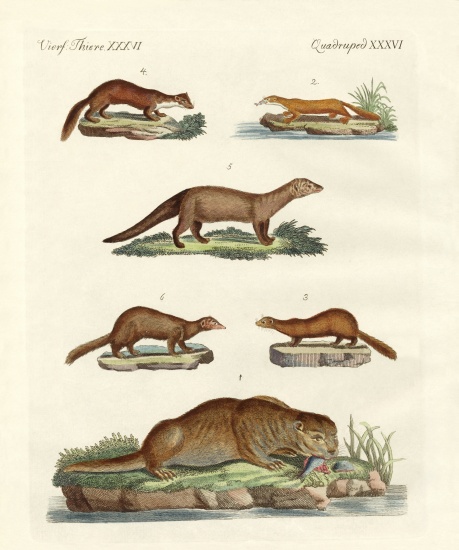 Kinds of otters and marten from German School, (19th century)