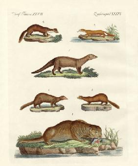Kinds of otters and marten