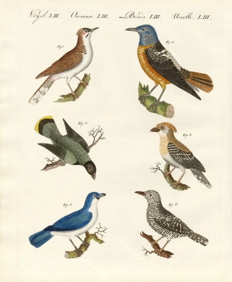Kinds of shrikes -- or red-backed shrikes from German School, (19th century)