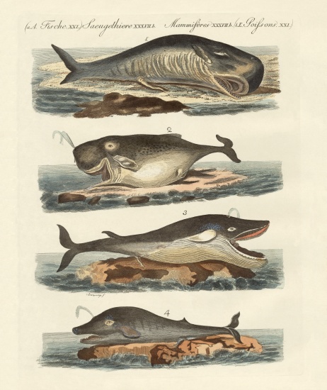 Kinds of whales from German School, (19th century)