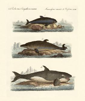 Kinds of whales