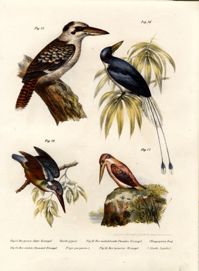 Kookaburra from German School, (19th century)