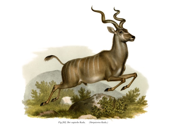 Kudu from German School, (19th century)