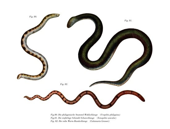 Large Shieldtail Snake from German School, (19th century)