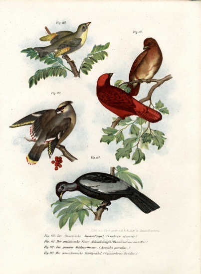 Leiothrix Bird from German School, (19th century)