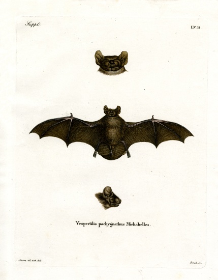 Lesser Noctule Bat from German School, (19th century)
