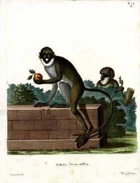 Lesser Spot-nosed Monkey
