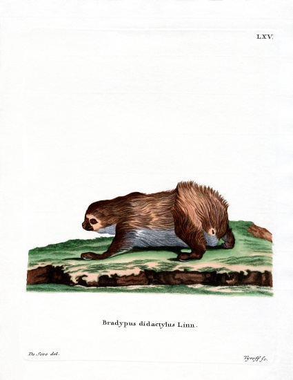 Linnaeus's Two-toed Sloth from German School, (19th century)