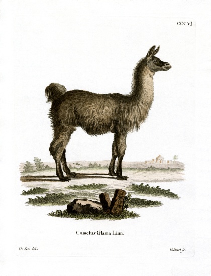 Llama from German School, (19th century)