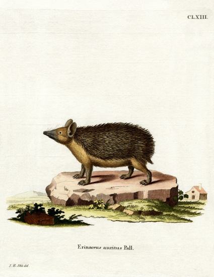 Long-eared Hedgehog from German School, (19th century)