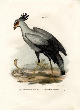 Long-legged Raptorial Bird