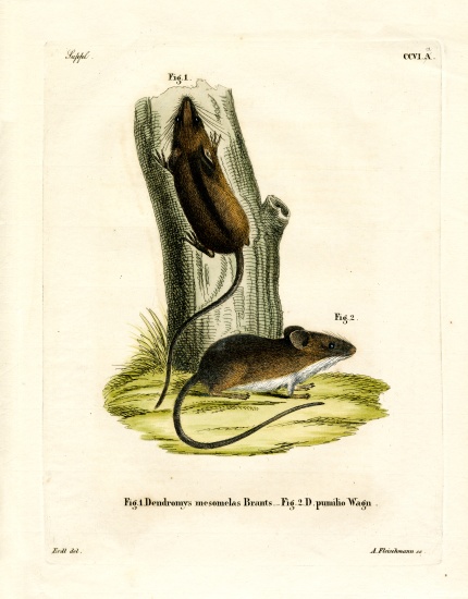 Long-tailed Tree Mouse from German School, (19th century)