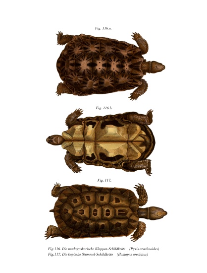 Madagascan Spider Tortoise from German School, (19th century)