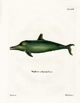 Malayan Dolphin