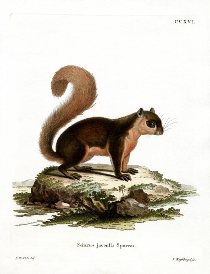 Malayan Squirrel from German School, (19th century)