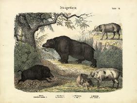 Mammals, c.1860