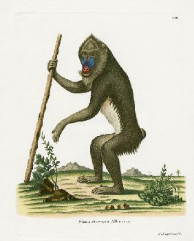 Mandrill