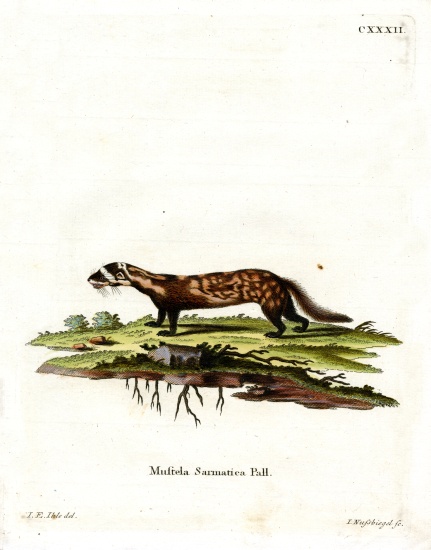 Marbled Polecat from German School, (19th century)