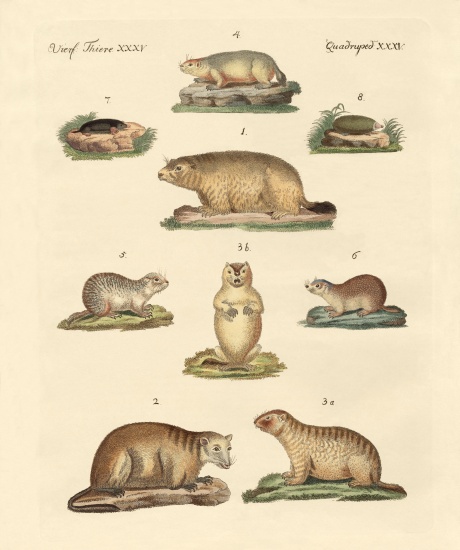 Marmots and moles from German School, (19th century)