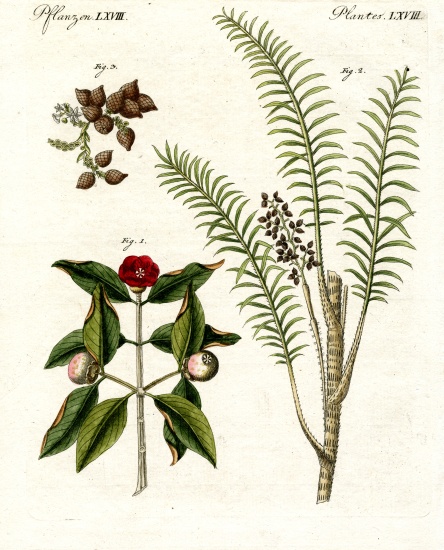 Medical plants from German School, (19th century)