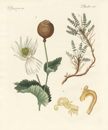 Medicinal plants from German School, (19th century)