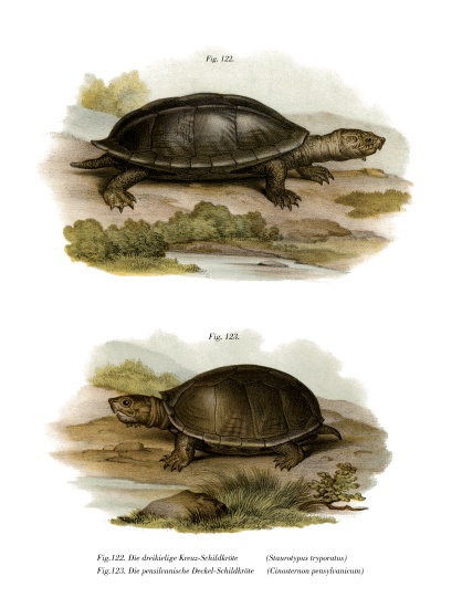 Mexican Giant Musk Turtle from German School, (19th century)
