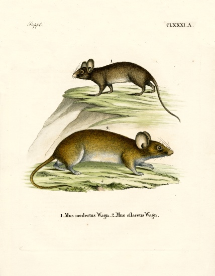 Mice from German School, (19th century)