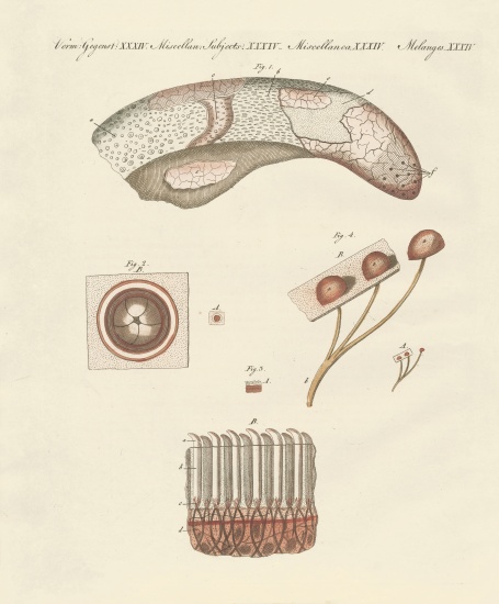Microscopic study of the cow's tongue from German School, (19th century)