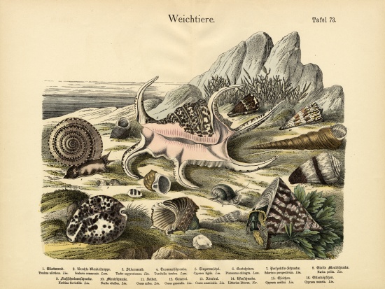 Molluscs, c.1860 from German School, (19th century)