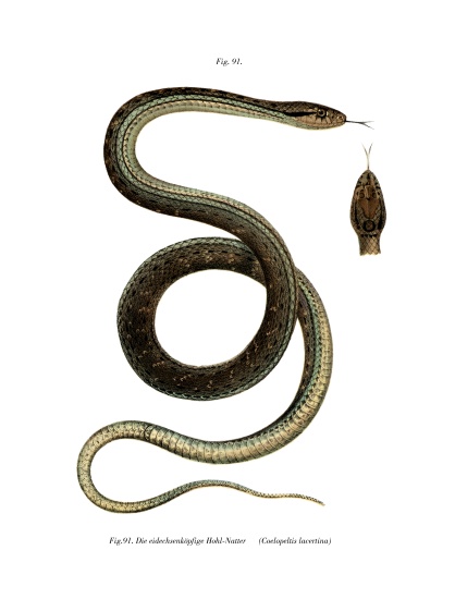 Montpellier Snake from German School, (19th century)