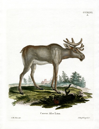 Moose from German School, (19th century)