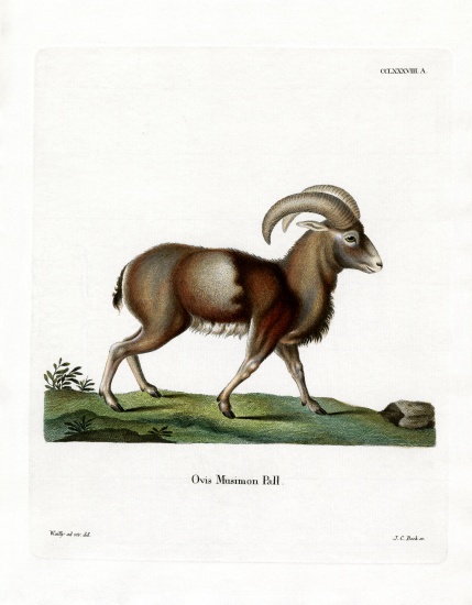 Mouflon from German School, (19th century)