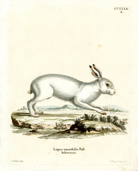 Mountain Hare from German School, (19th century)