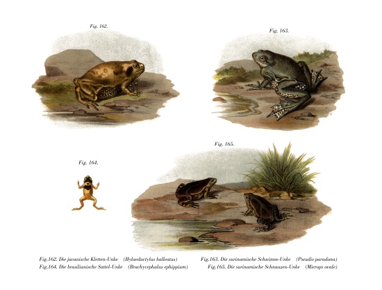 Muller's Narrowmouth Toad from German School, (19th century)